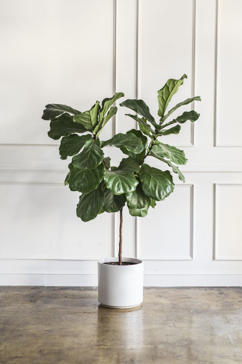 3. Fiddle Leaf Fig / Keman Yapraklı İncir (Ficus lyrata)